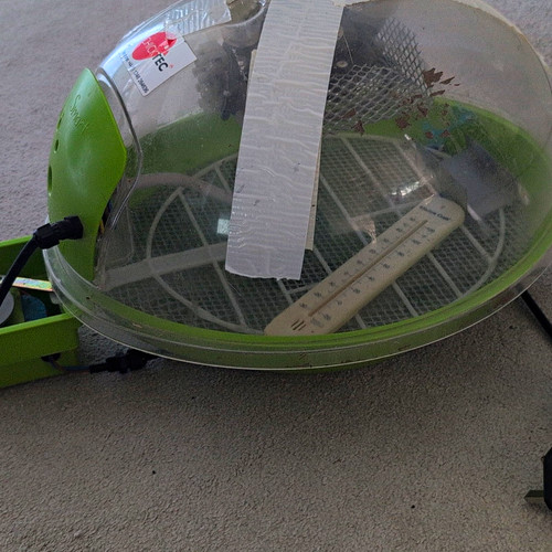 Chicktec automatic chicken egg - chicken,
