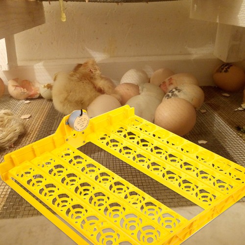 Automatic egg incubator tray - incubator,