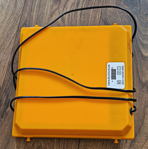 Chick heating plate incubator - chick,