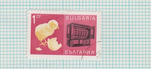 Bulgaria chick incubator - chick, &