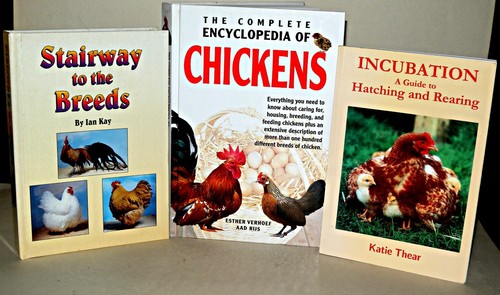 Keeping chickens chicken - -,