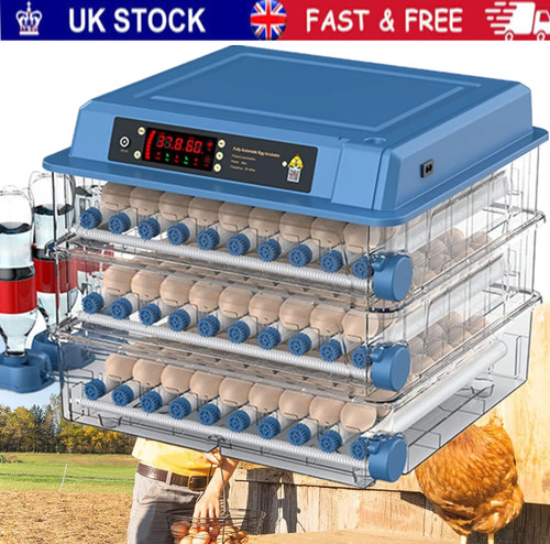 Automatic digital eggs - digital,