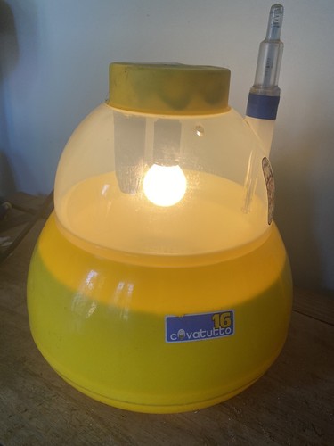 Egg incubator used - incubator,