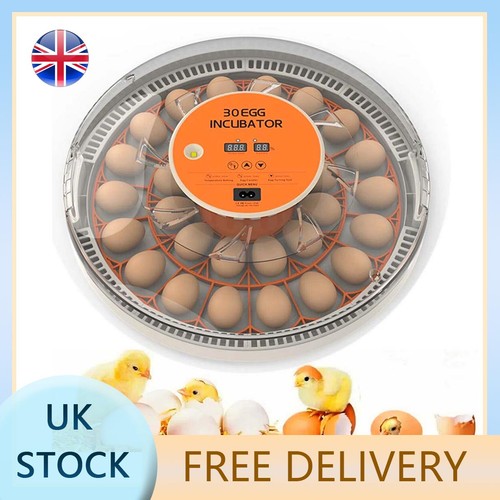 Transparent automatic egg - automatic,