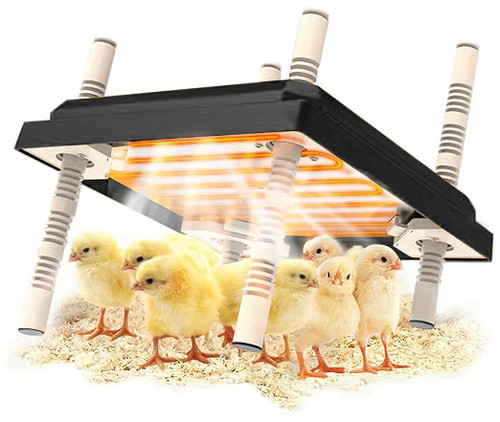 Chick brooder heating - chick,