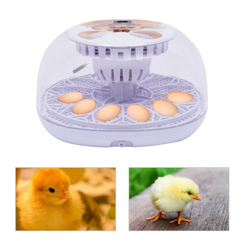 Egg incubator digital - egg,