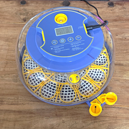 Automatic digital egg - automatic,