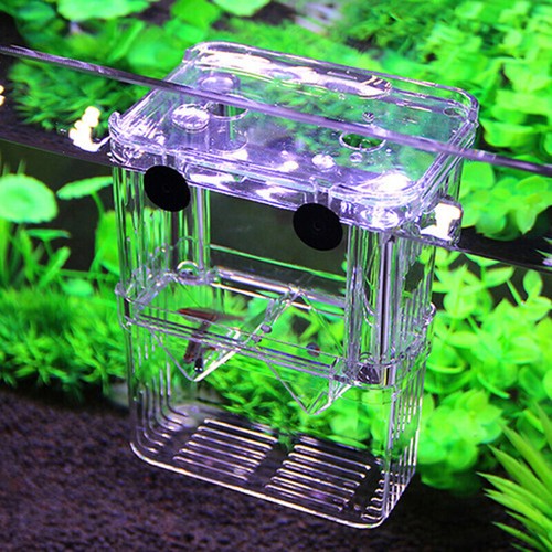 New shrimp hatchery - shrimp,