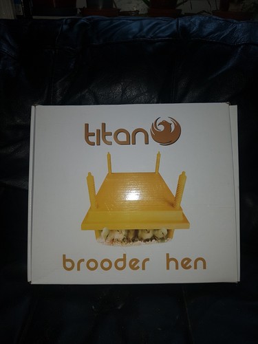 Titan chick chicken hen - titan, chicken/