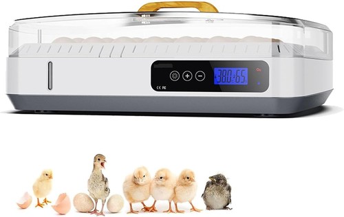 Dishengzhen egg automatic - dishengzhen,
