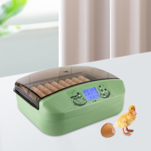Eggs incubator temperature - incubator,
