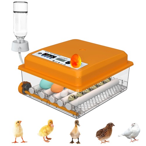 Auveach automatic egg - auveach,
